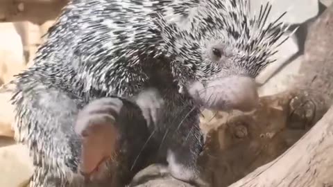 Porcupines