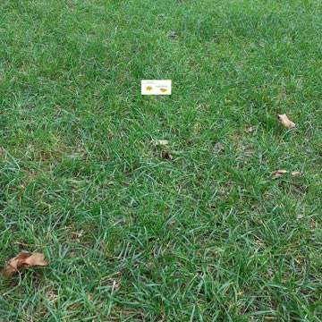 📹☺Papere al lago