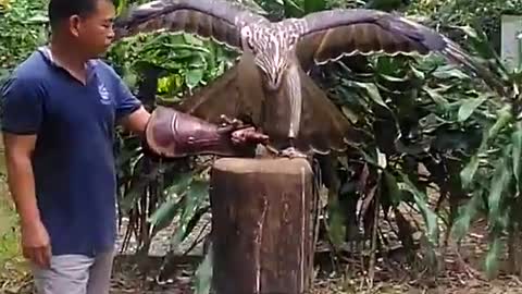 the majestic philippine eagle