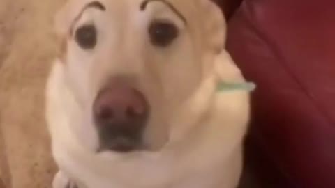 My dog have eyebrows! OMG #Shorts