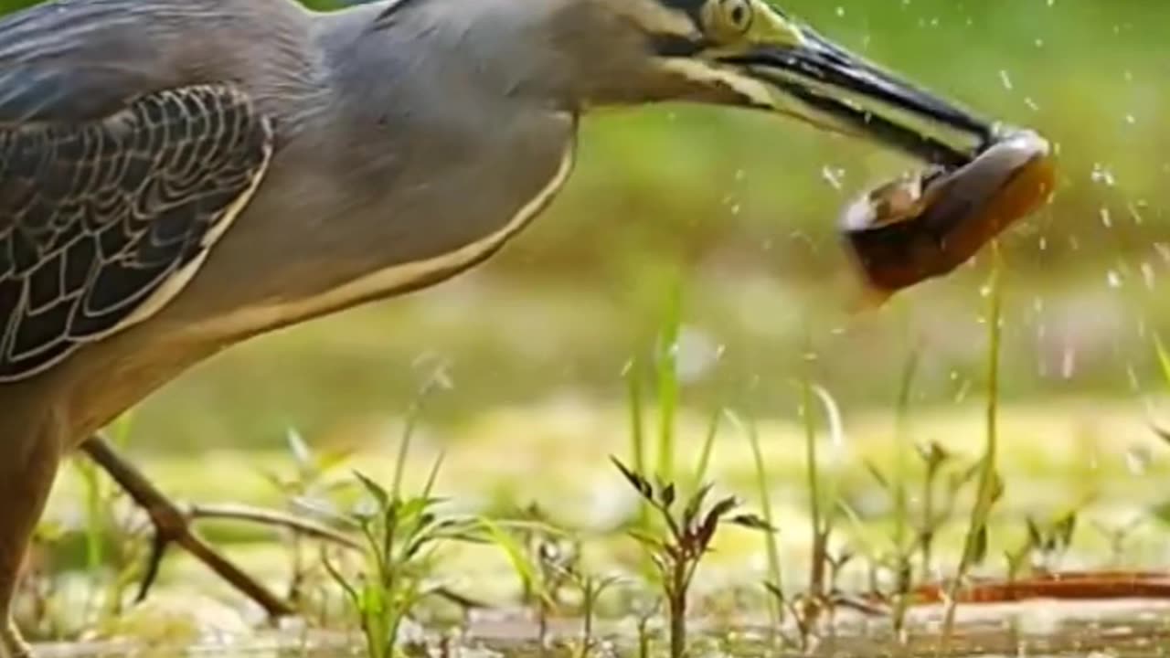 Natural video Birds status Beautiful