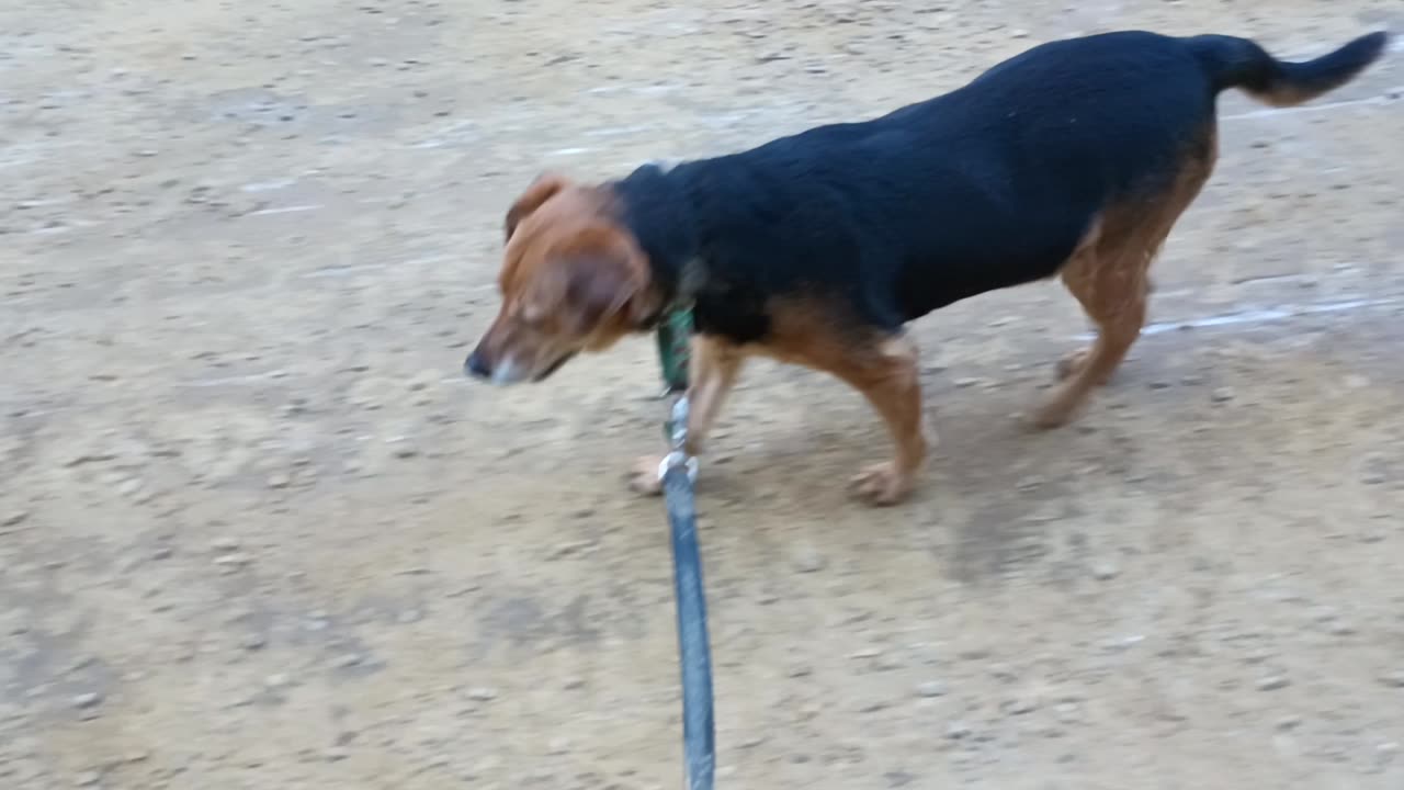 Clarabelle and Bandit