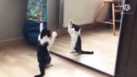 Funny cat video