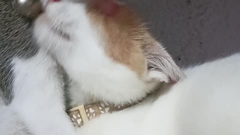 Sweet mom and cat