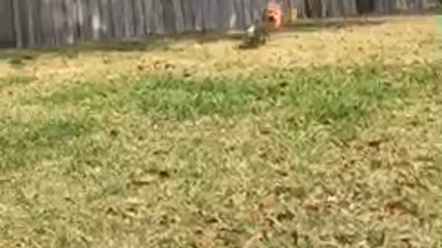 Hyper dog in backyard running around playing with toys and chasing tail