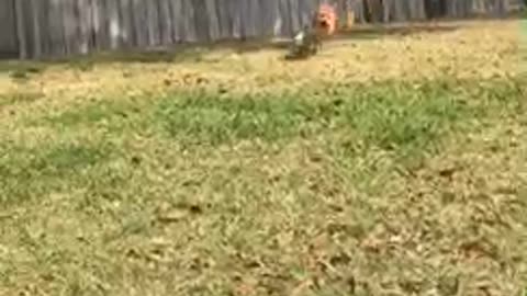 Hyper dog in backyard running around playing with toys and chasing tail