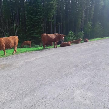 Funny Cow Relaxing on highway