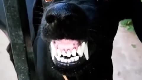 Funny dog video ..... #trending