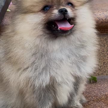 Very Cute Puppy Playing With Her Owner