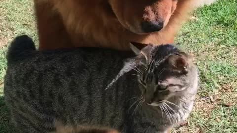 the love between a chow chow and a cat