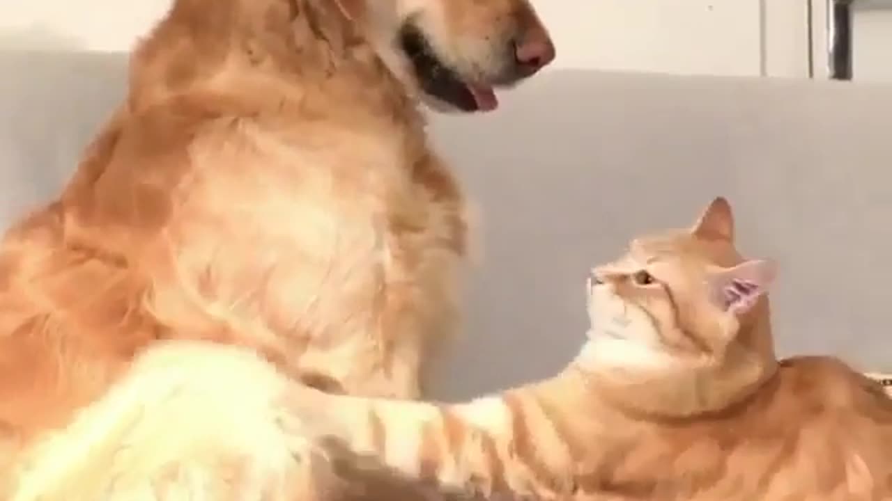 Cat hugging big dog