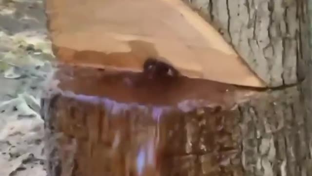 This is a diseased tree that has rotted from the inside.
