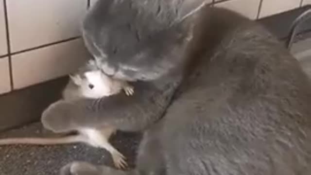 Tom and Jerry are real friends))))