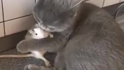 Tom and Jerry are real friends))))