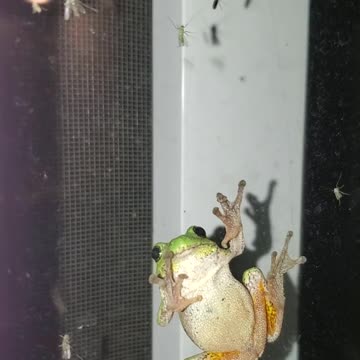 Adorable tree frog on window