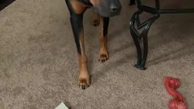 Rescue dog stalks his dad every day