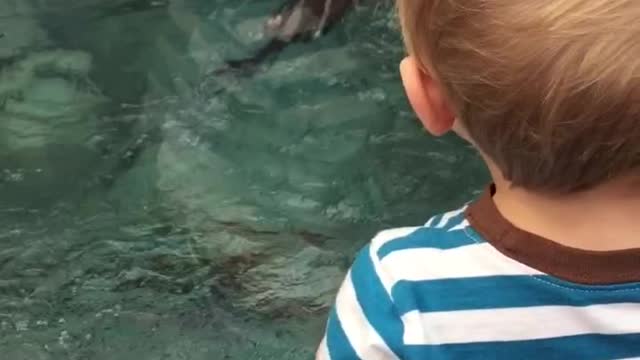 Baby freaks out over otters