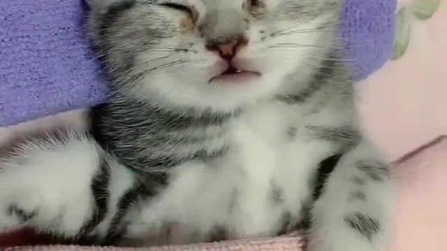 Shorts funny kitten videos complition9