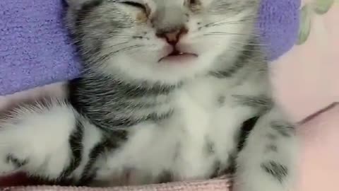 Shorts funny kitten videos complition9
