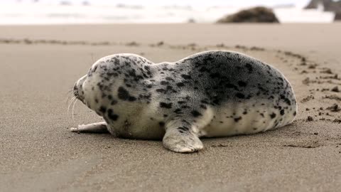 Seal On The Beach 🌴