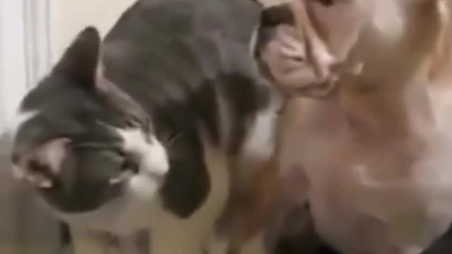 Funny and Cute Cats Videos #10 │Gadis Sekarwangi