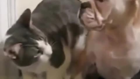 Funny and Cute Cats Videos #10 │Gadis Sekarwangi