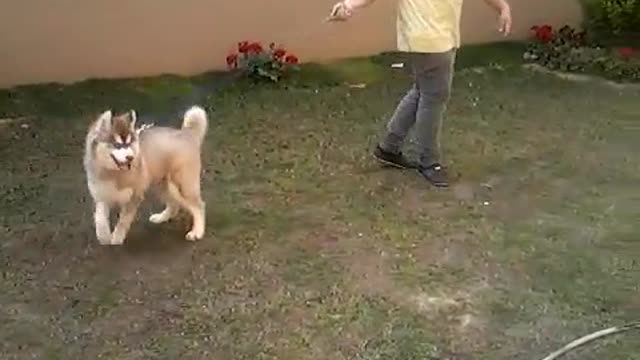 First time in your life you see such a beautiful husky puppy with a stupid kid