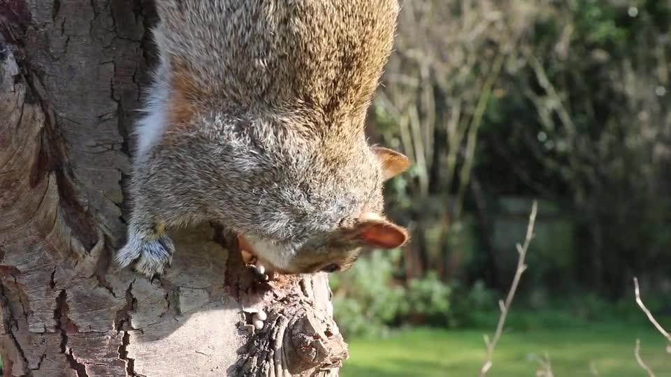 Quirel animal on the tree