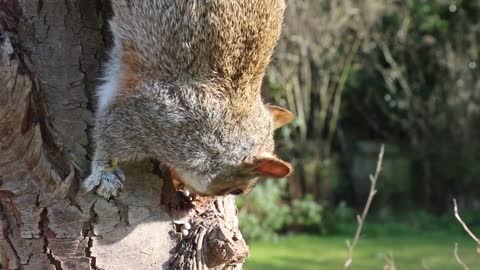 Quirel animal on the tree