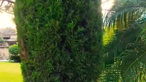 Most beautiful world nature _ capturing scenery and tree #shorts #nature #youtubevideo
