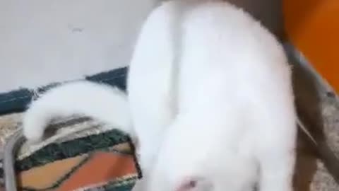 very cute cat wonderful