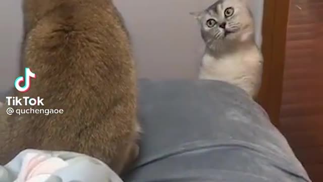 (Funny cat fight) you cannot control your laugh😆