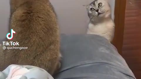 (Funny cat fight) you cannot control your laugh😆