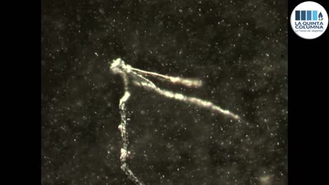 Images of Pfizer "vaccine" under a microscope (Graphene & Nanotechnology)