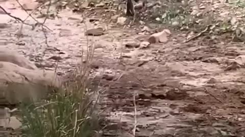 Tiger killed dog😱😱😱 #Tiger_hunting