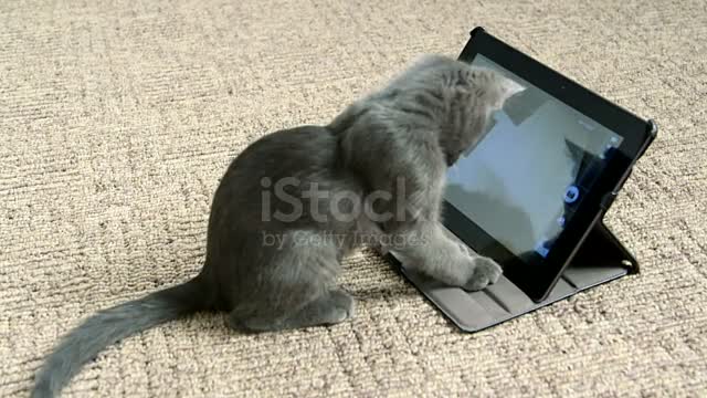 Cat watching cartoon