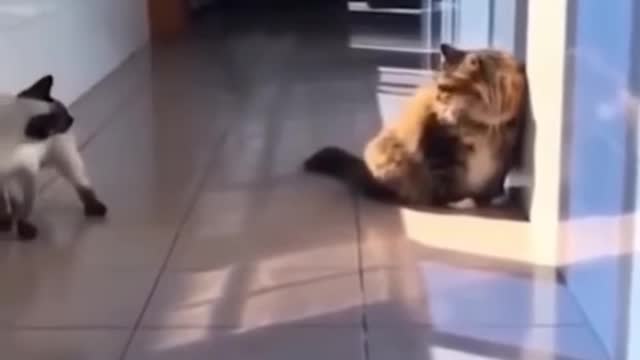 Cute funny cat playing ll