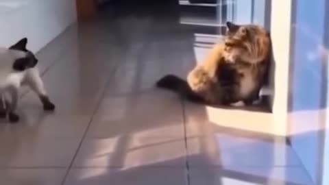 Cute funny cat playing ll