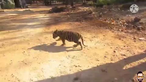 You will not have seen a more innocent little tiger in life than this, you will feel like raising