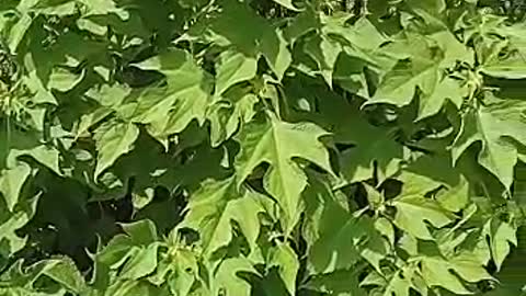 very beautiful of flowers