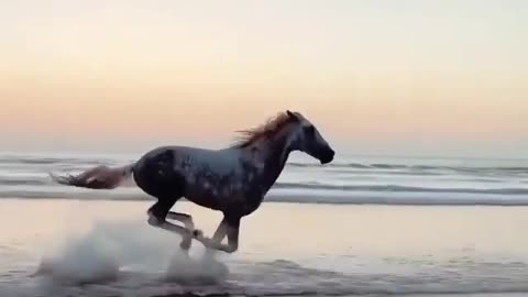 Be Wild Horse