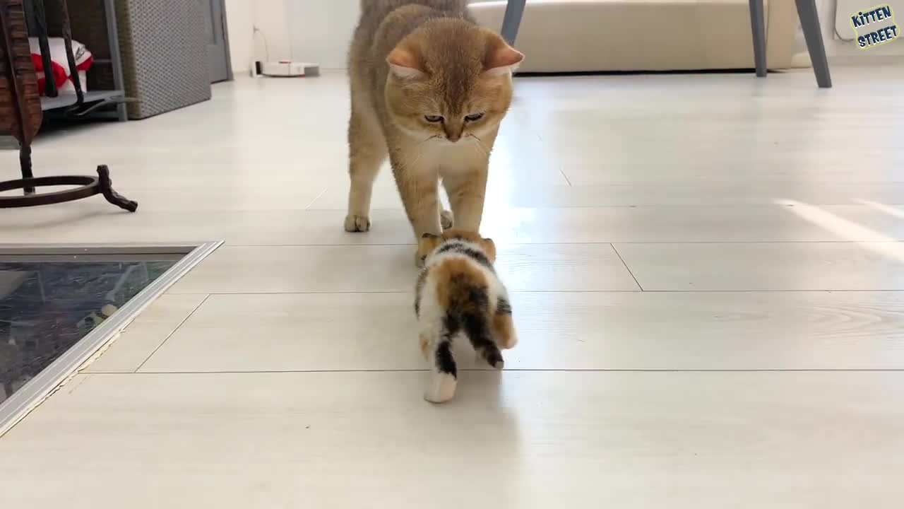 Papa chat rencontre le chaton Coco