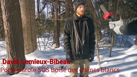 Boisé chênes blancs