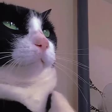 Shuffling Cat 🕺💃🐈