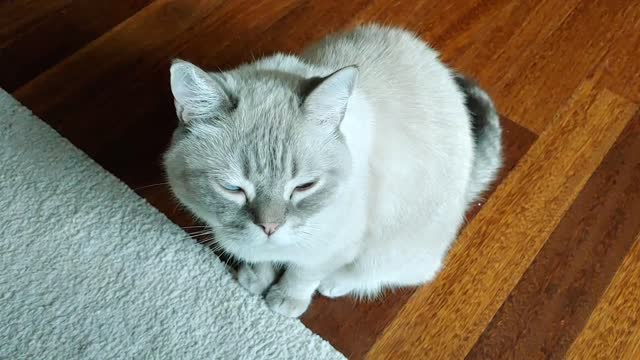 Only the cat's tail moves.