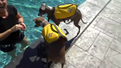 Teaching dog How to swim In pool