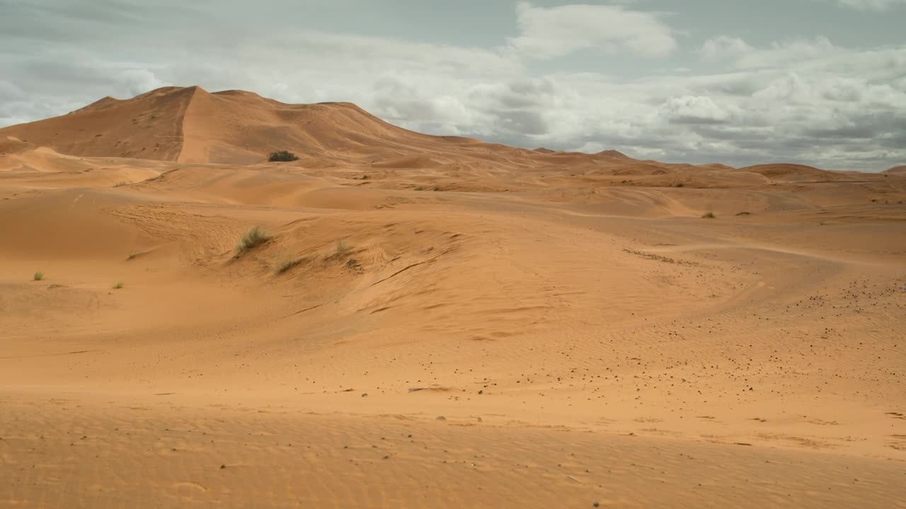 Camels walking in the desert