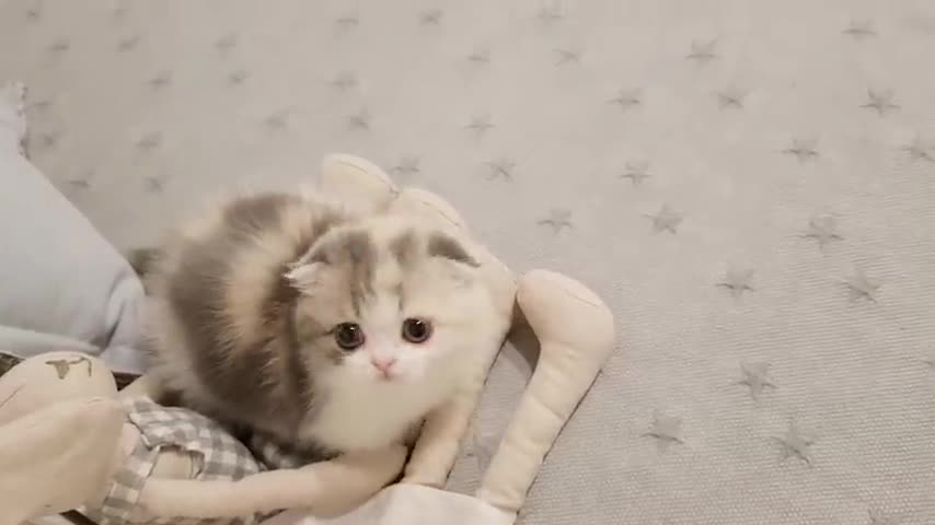 So pretty and cute cat video