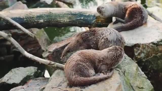 Let you experience the animal world of the water tower