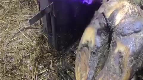 people helped the cow to pull the nail out of its feet